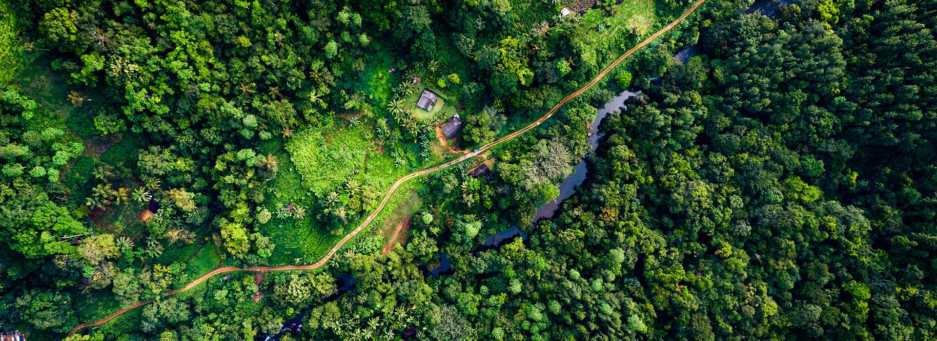 Sinharaja Rainforest trail