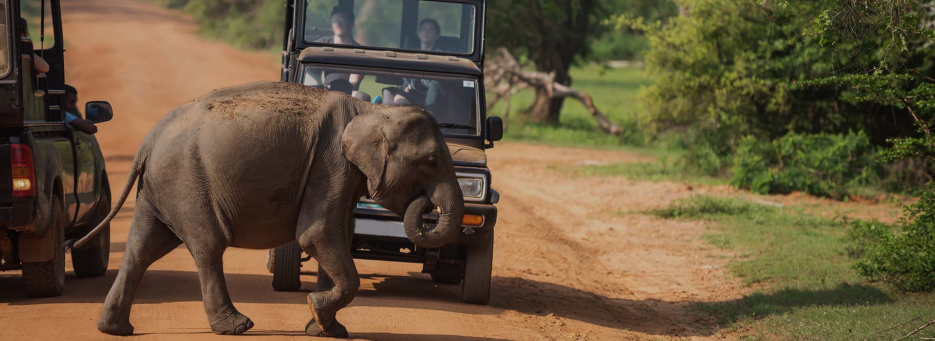 Leopard in Yala National Park
