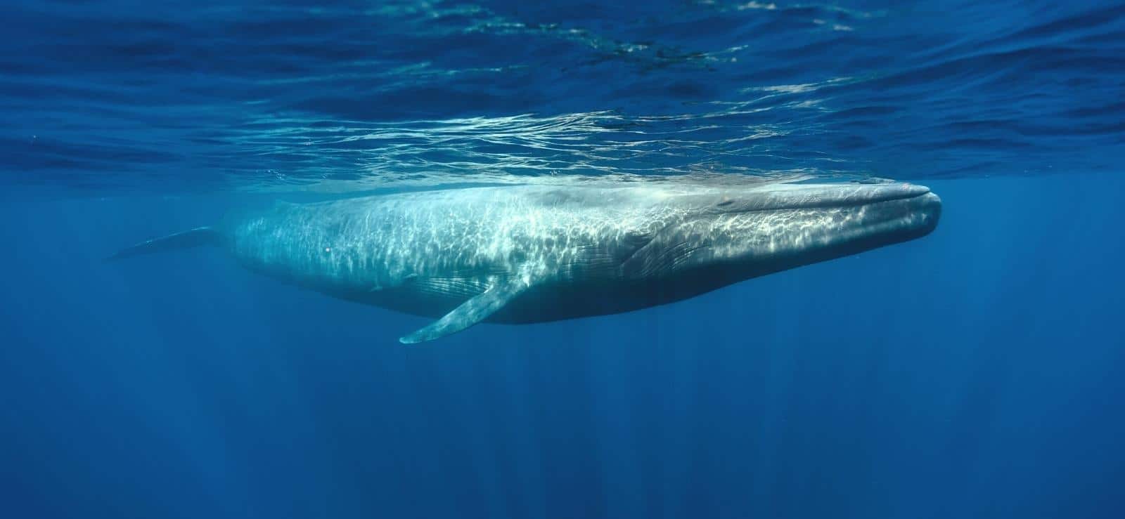 Whale watching boat off Mirissa