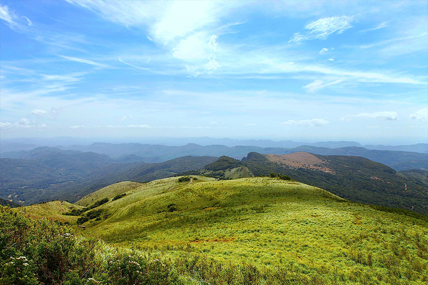 Hills & Tea Country
